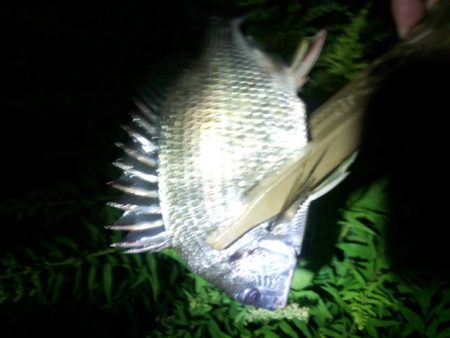 チニングやっぱり好調でした〜！