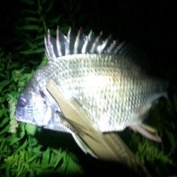 チニングやっぱり好調でした〜！