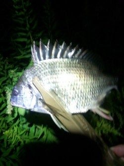 チニングやっぱり好調でした〜！