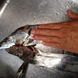 釣れるか!ドラゴン!!