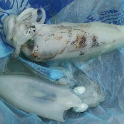 満月は明るすぎました、、、