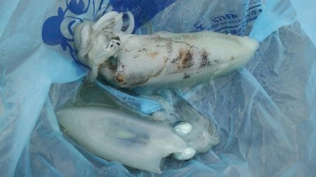 満月は明るすぎました、、、