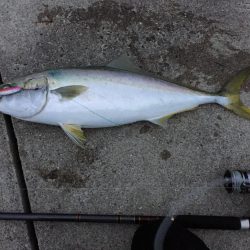 メジロが釣れました