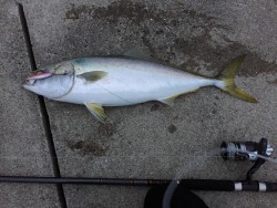 メジロが釣れました