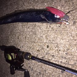 タチウオ、ワインドに好反応！