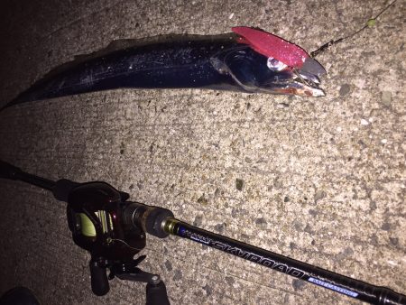 タチウオ、ワインドに好反応！