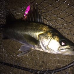 シーバスとタチウオ