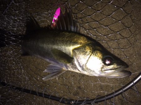 シーバスとタチウオ