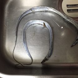 今シーズン初です