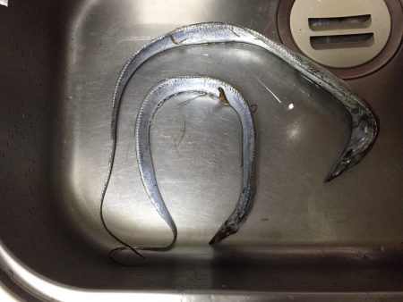 今シーズン初です