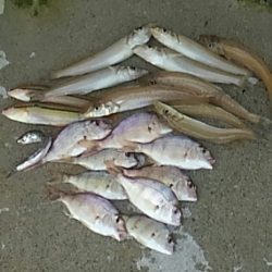 キスの天婦羅が食べたい！！