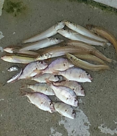 キスの天婦羅が食べたい！！