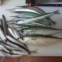 サヨリの干物美味しいんです