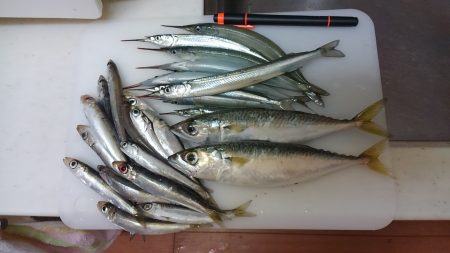 サヨリの干物美味しいんです