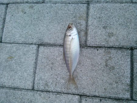 コスモスクエア