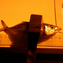 日本海アジング