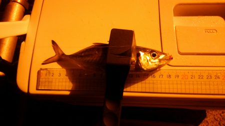 日本海アジング