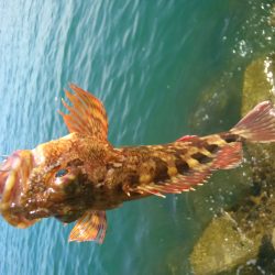 妻鹿漁港ダンゴ釣り