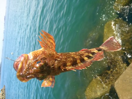 妻鹿漁港ダンゴ釣り