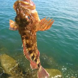 妻鹿漁港ダンゴ釣り