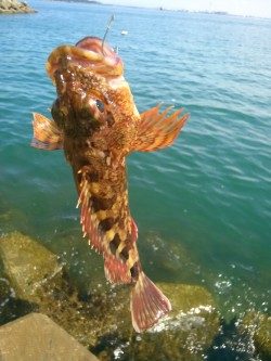 妻鹿漁港ダンゴ釣り