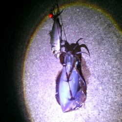 富島ヤエン釣り