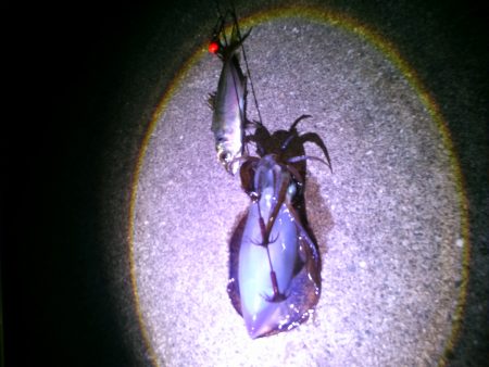 富島ヤエン釣り