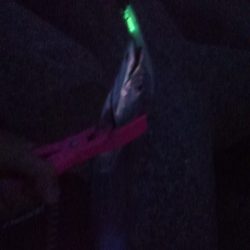 今年初のタチウオ