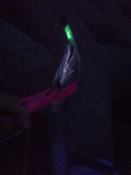 今年初のタチウオ