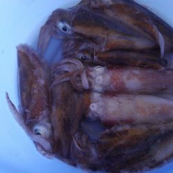 アオリイカの幼体を搾取した。