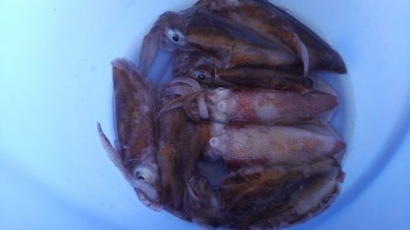 アオリイカの幼体を搾取した。