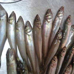 久しぶりに息子とサビキ&ちょい投げ