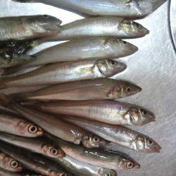 久しぶりに息子とサビキ&ちょい投げ