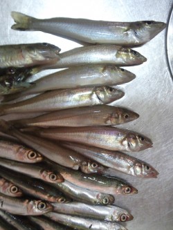 久しぶりに息子とサビキ&ちょい投げ…