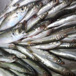 シルバーウィーク息子とサビキ&ちょい投げ