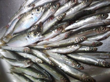 シルバーウィーク息子とサビキ&ちょい投げ