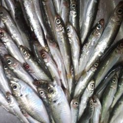 シルバーウィーク息子とサビキ&ちょい投げ