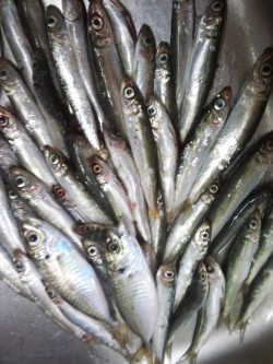 シルバーウィーク息子とサビキ&ちょ…