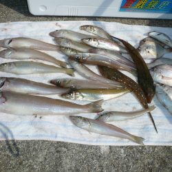 津名港でキス狙い