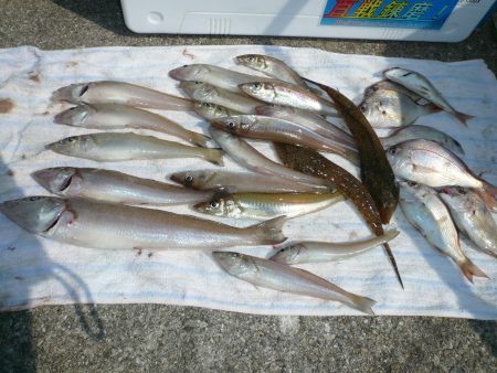 津名港でキス狙い