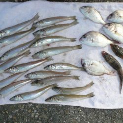 良型キスが釣れません