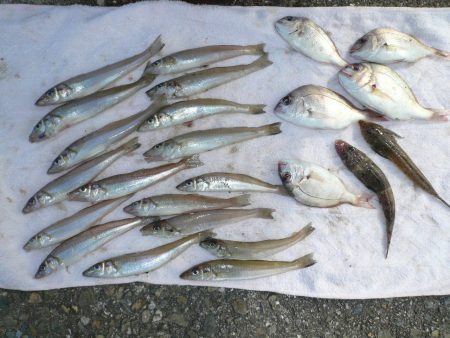 良型キスが釣れません