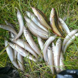 SW2は明神でキス狙い