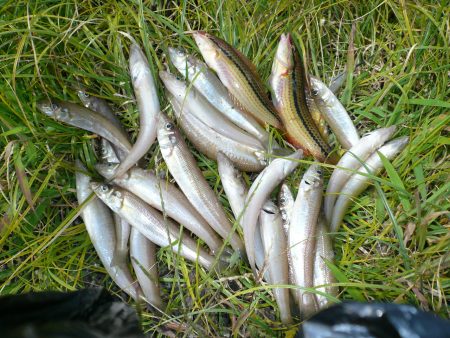 ＳＷ２は明神でキス狙い