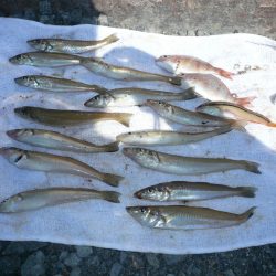 SW3回目の釣行は明石港へ