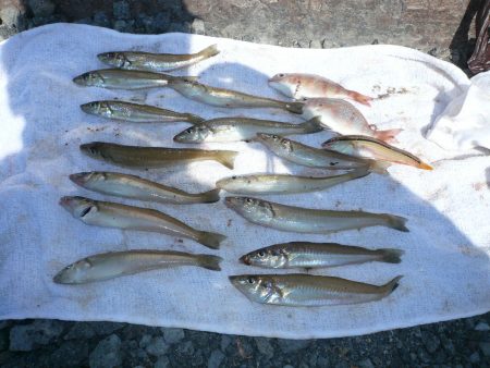 ＳＷ３回目の釣行は明石港へ