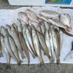 洲本砂場でキス狙い