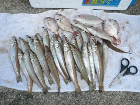 洲本砂場でキス狙い