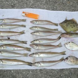 佐野新島へキス釣査