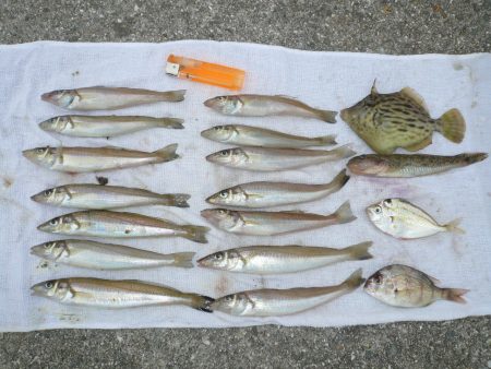 佐野新島へキス釣査